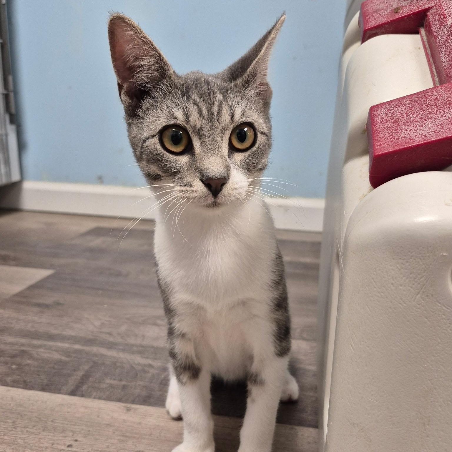 Enlarge Silver Dollar, a Adopted Domestic Short Hair in Colonia, NJ image 2/5