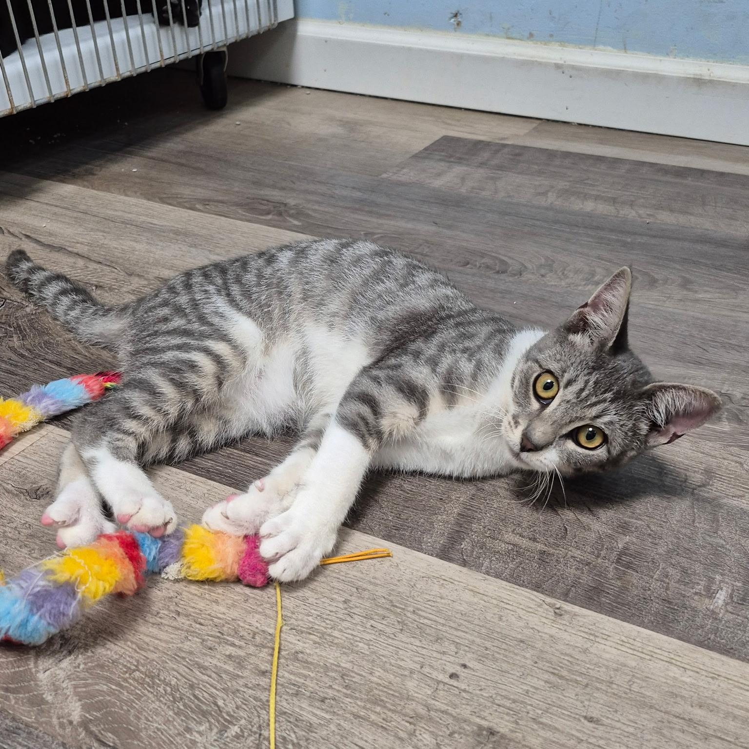 Enlarge Silver Dollar, a Adopted Domestic Short Hair in Colonia, NJ image 3/5