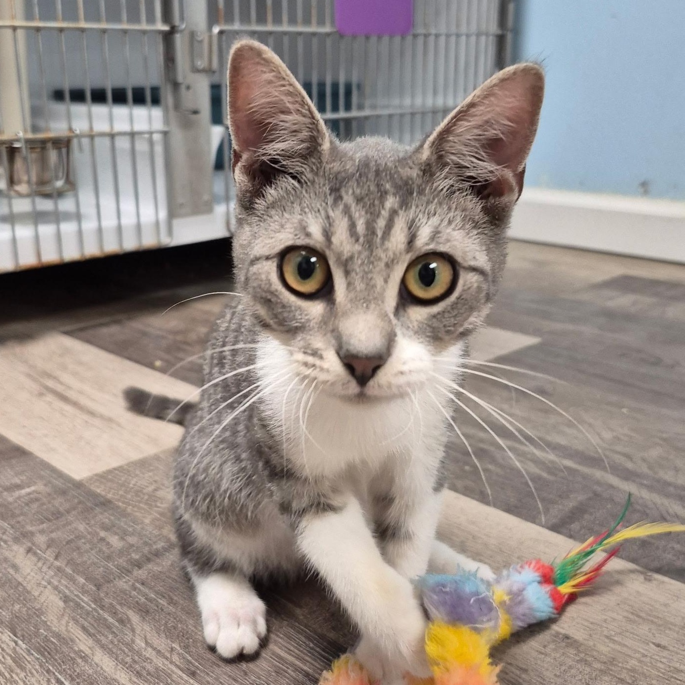 Silver Dollar, Adopted, Kitten Male Domestic Short Hair.