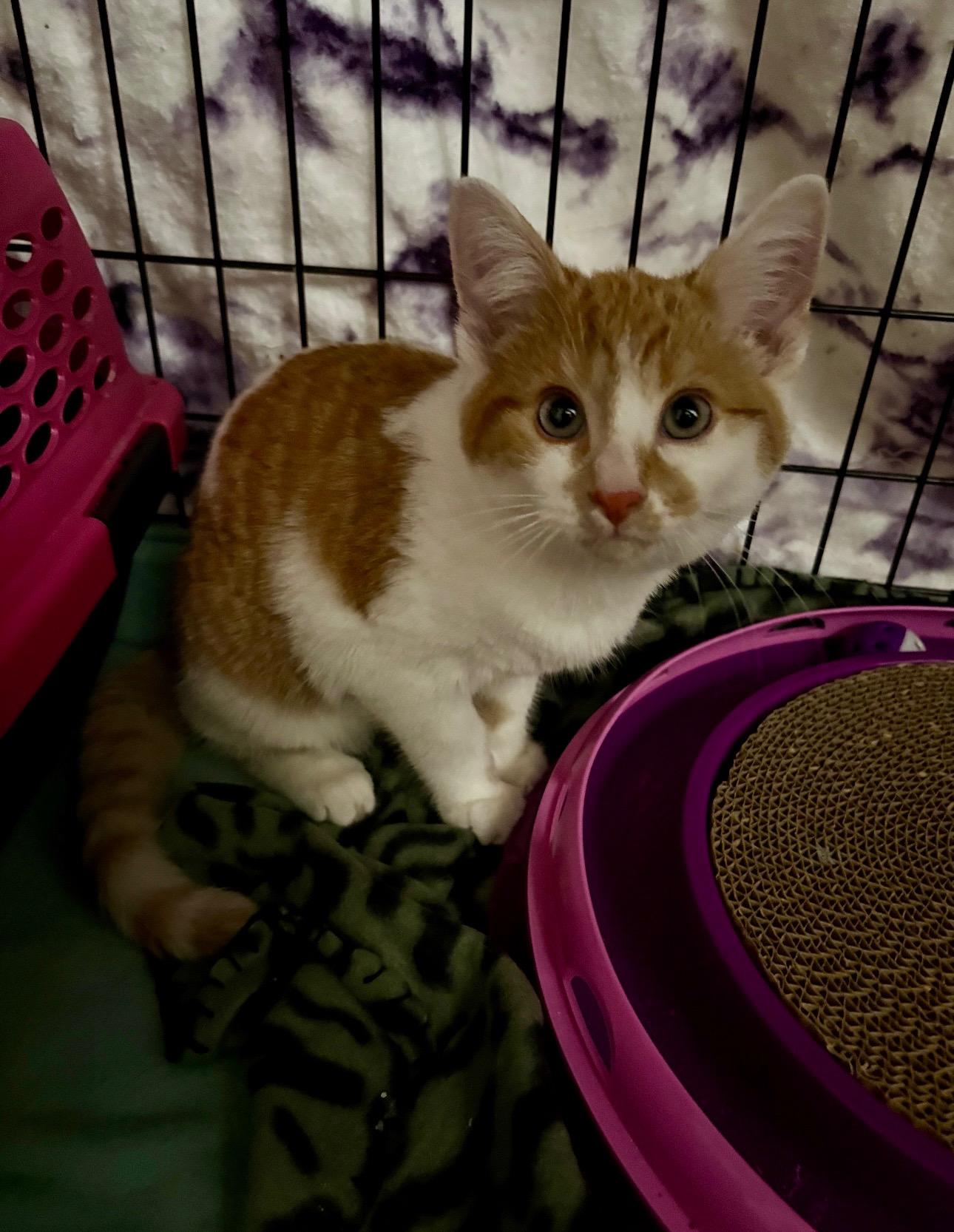 Elmo, ADOPTABLE, Young Male Domestic Short Hair.