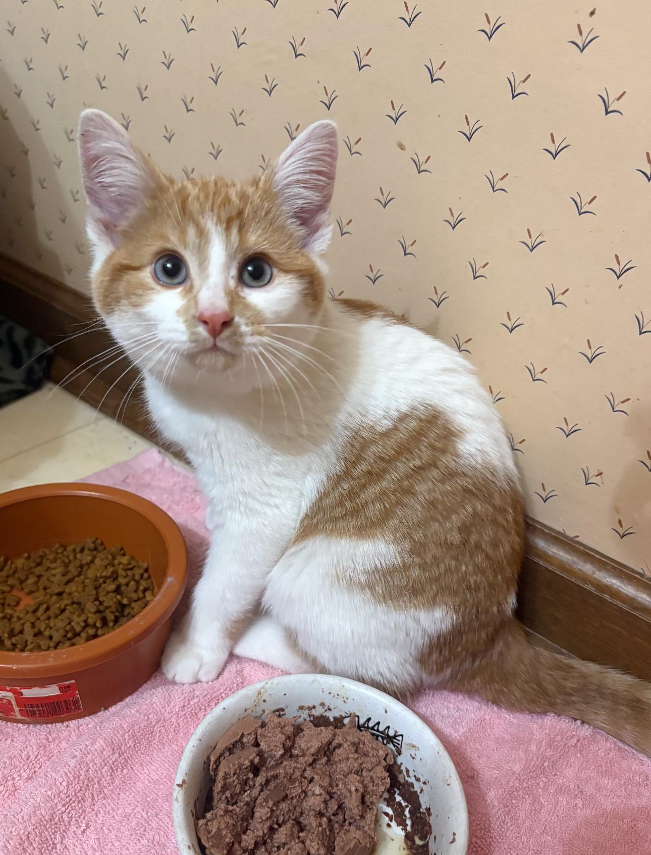 Enlarge Elmo, a ADOPTABLE Domestic Short Hair in Oberlin, OH image 2/3