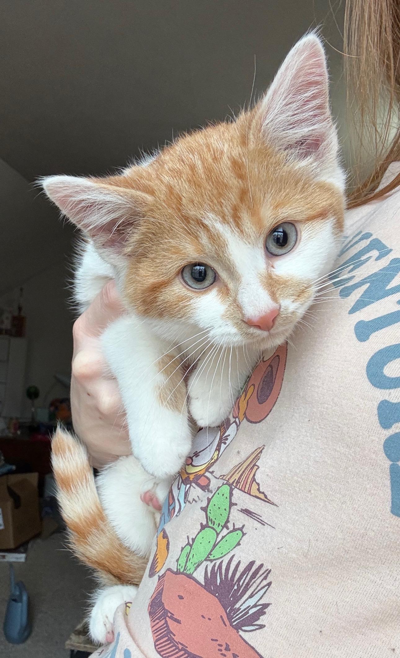 Enlarge Elmo, a ADOPTABLE Domestic Short Hair in Oberlin, OH image 3/3