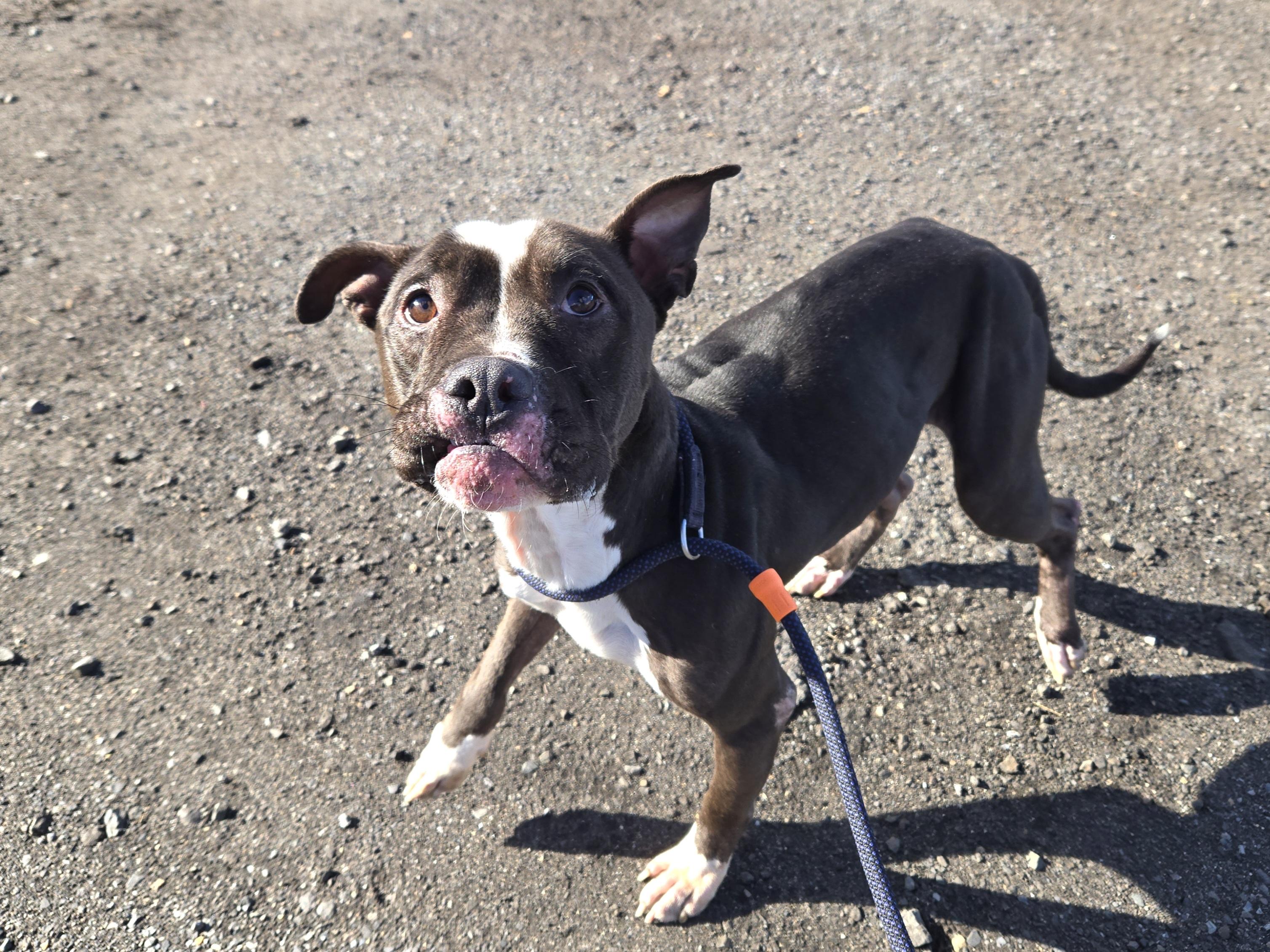 Tux, a ADOPTABLE Pit Bull Terrier in Trenton, NJ image 2/3