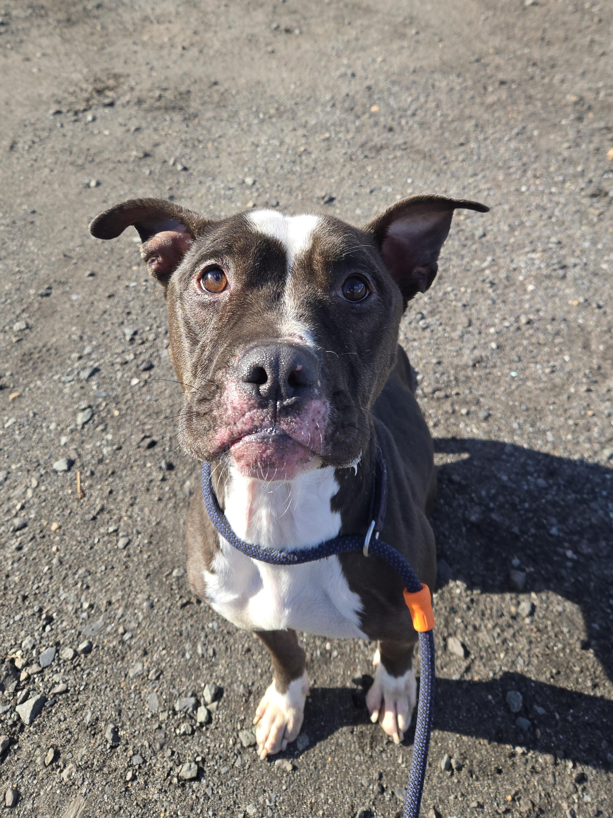 Tux, a ADOPTABLE Pit Bull Terrier in Trenton, NJ image 1/3