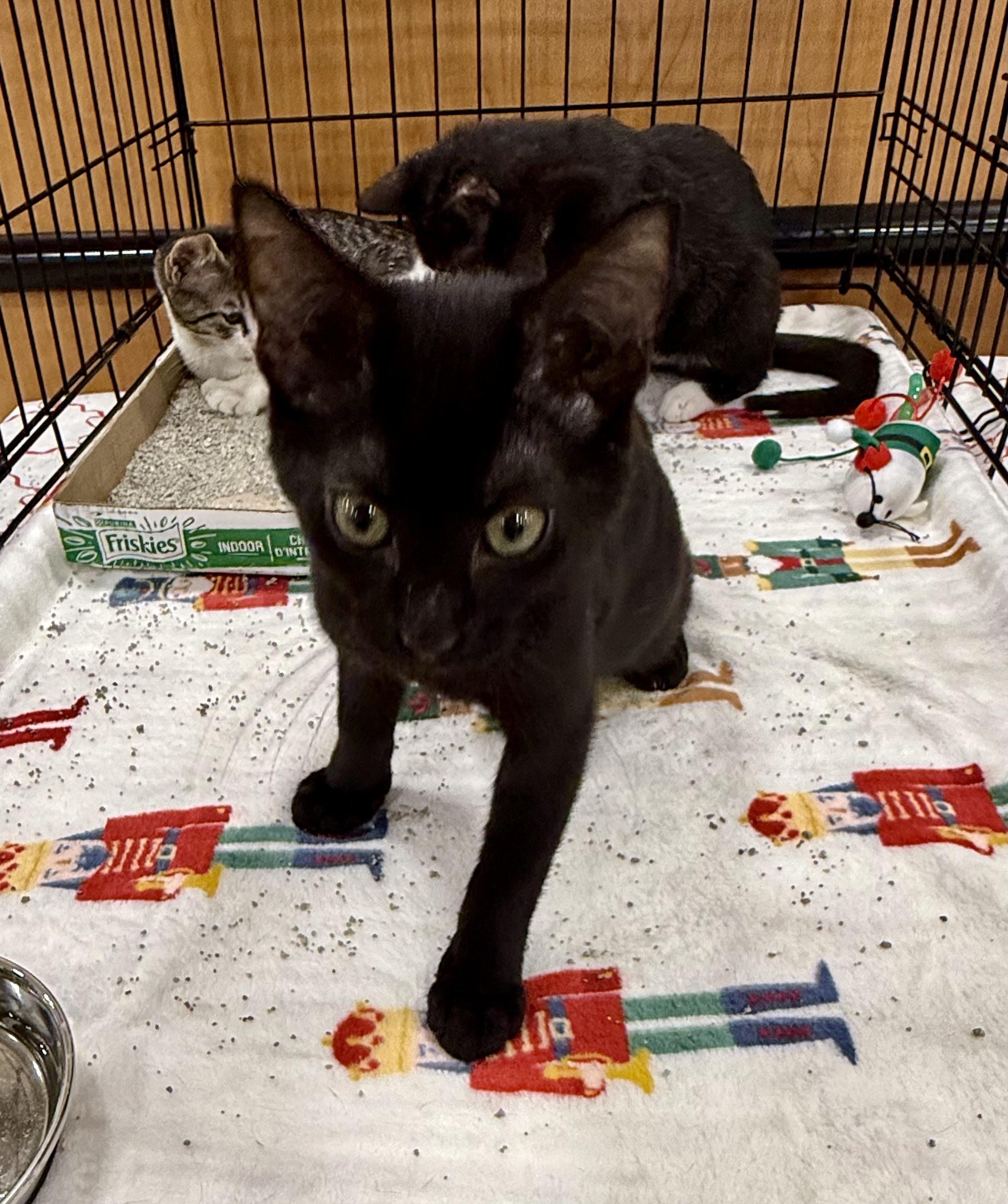 Enlarge Apple pie, a Adoptable Domestic Short Hair in New Port Richey, FL image 1/2