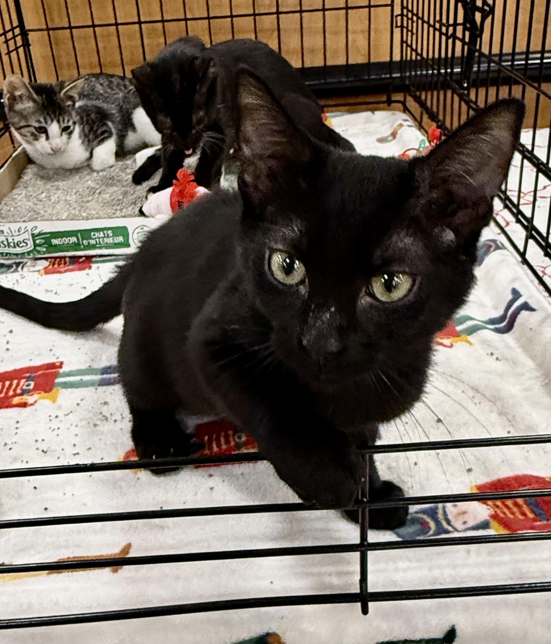 Enlarge Apple pie, a Adoptable Domestic Short Hair in New Port Richey, FL image 2/2