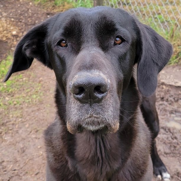 Amos, Adoptable, Adult Male Great Dane.