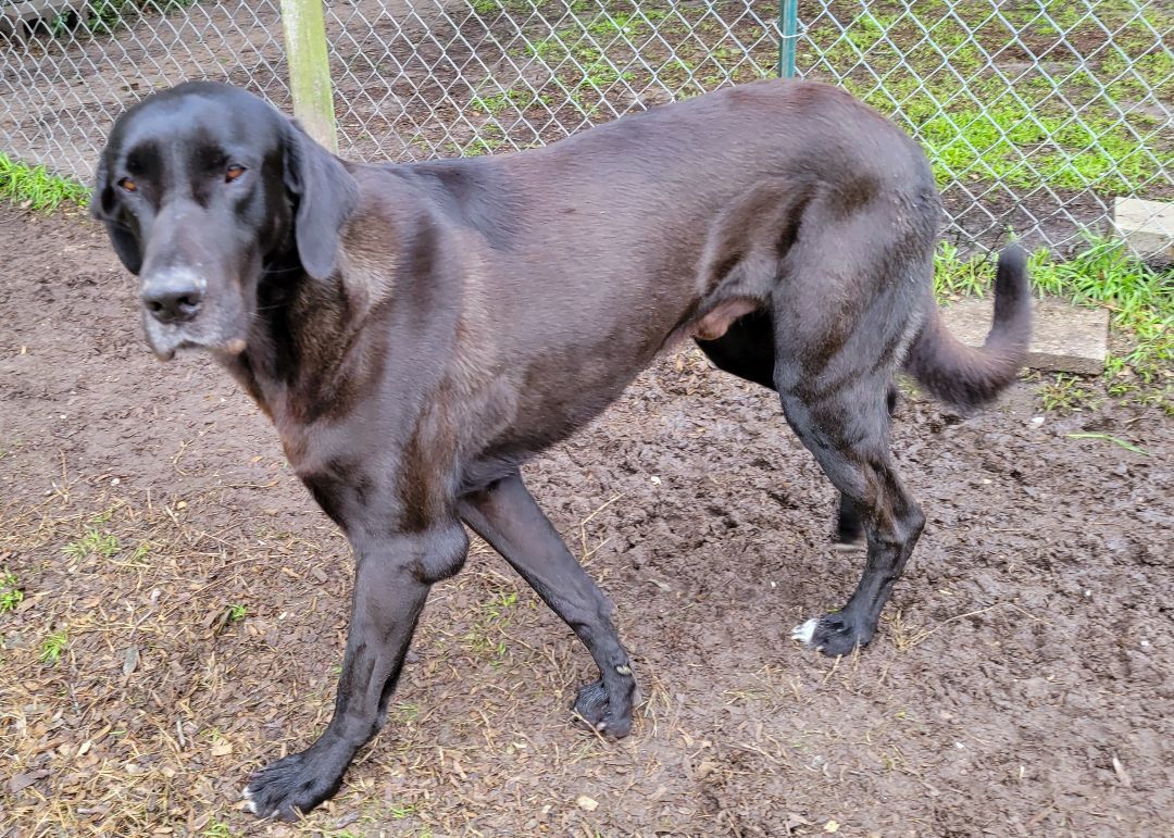 Amos, a Adoptable mixed breed in Seguin, TX image 2/4