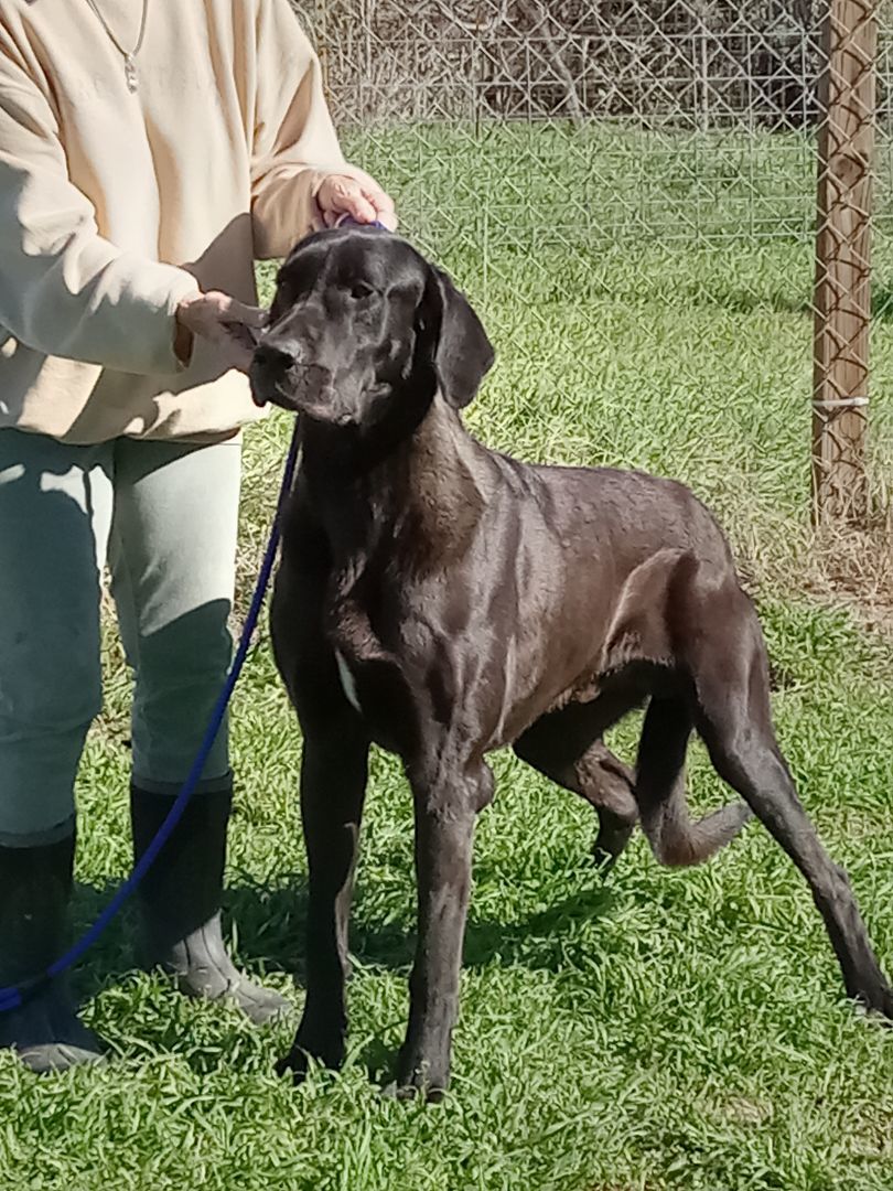 Amos, a Adoptable mixed breed in Seguin, TX image 3/4