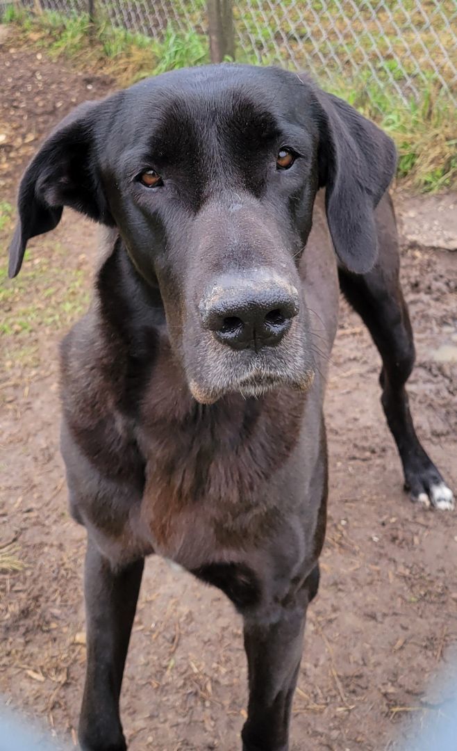Amos, a Adoptable mixed breed in Seguin, TX image 4/4
