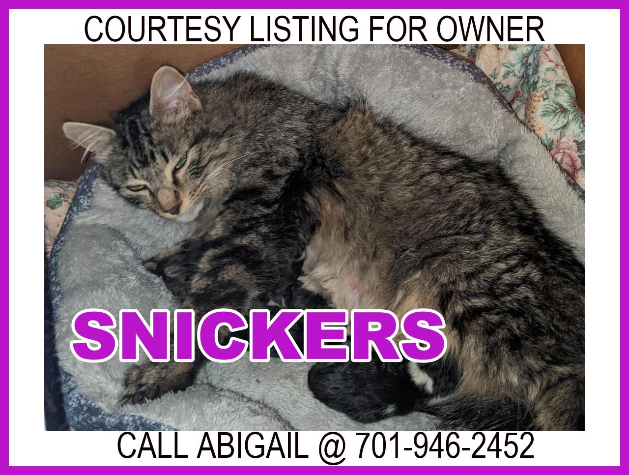 Snickers - COURTESY LISTING FOR OWNER, ADOPTABLE, Adult Female Domestic Short Hair.
