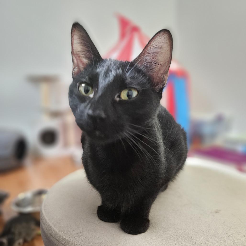 Enlarge Jolene, a Adoptable Domestic Short Hair in Columbia, MO image 1/4