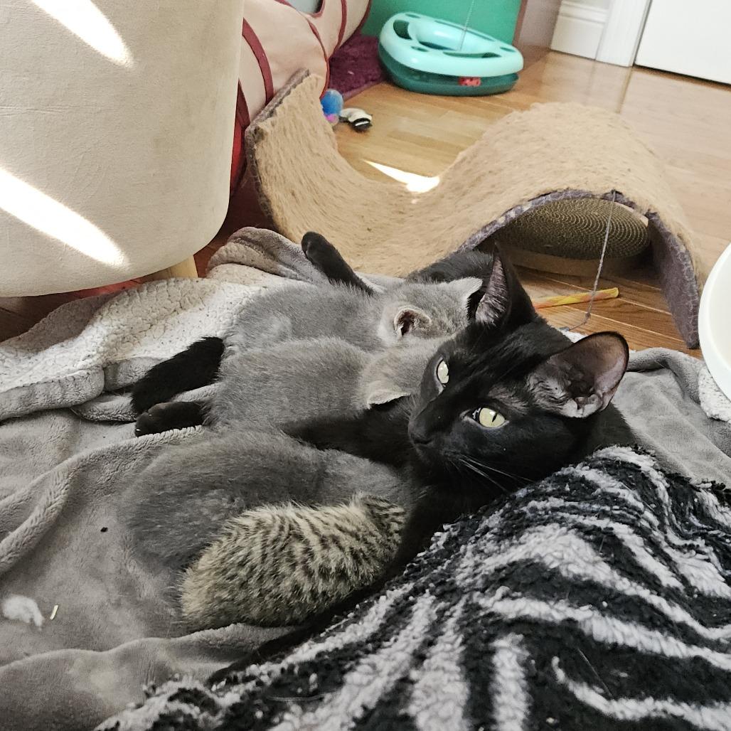 Enlarge Jolene, a Adoptable Domestic Short Hair in Columbia, MO image 2/4