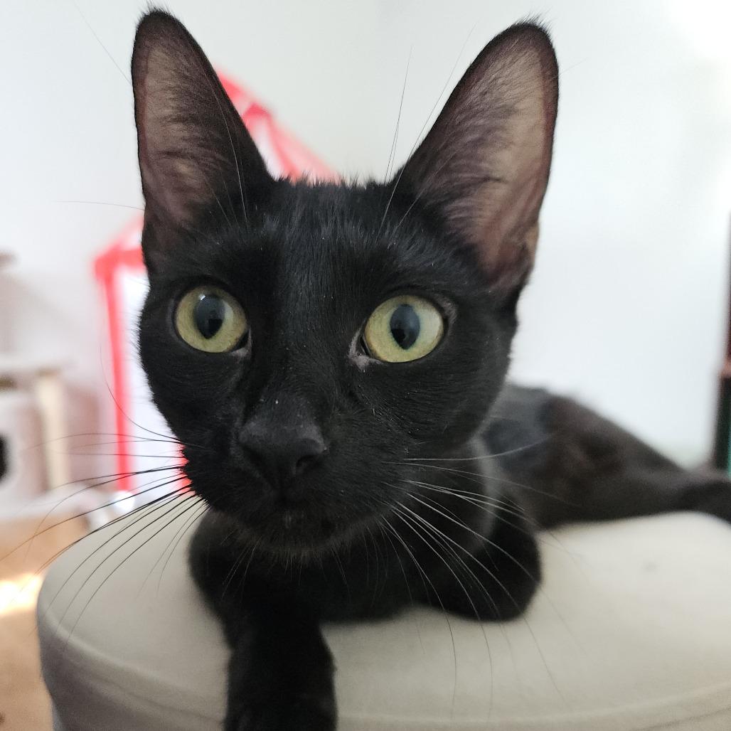 Enlarge Jolene, a Adoptable Domestic Short Hair in Columbia, MO image 3/4