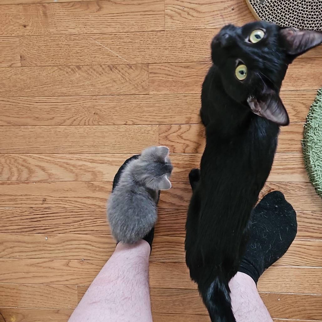 Enlarge Jolene, a Adoptable Domestic Short Hair in Columbia, MO image 4/4