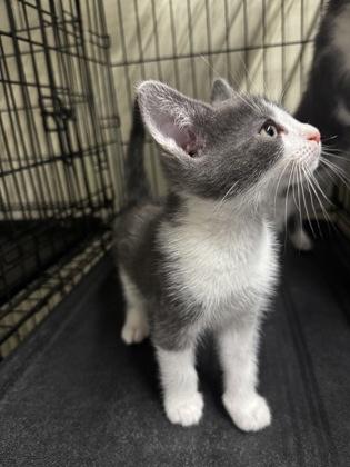 Aspen, ADOPTABLE, Kitten Male Domestic Short Hair.