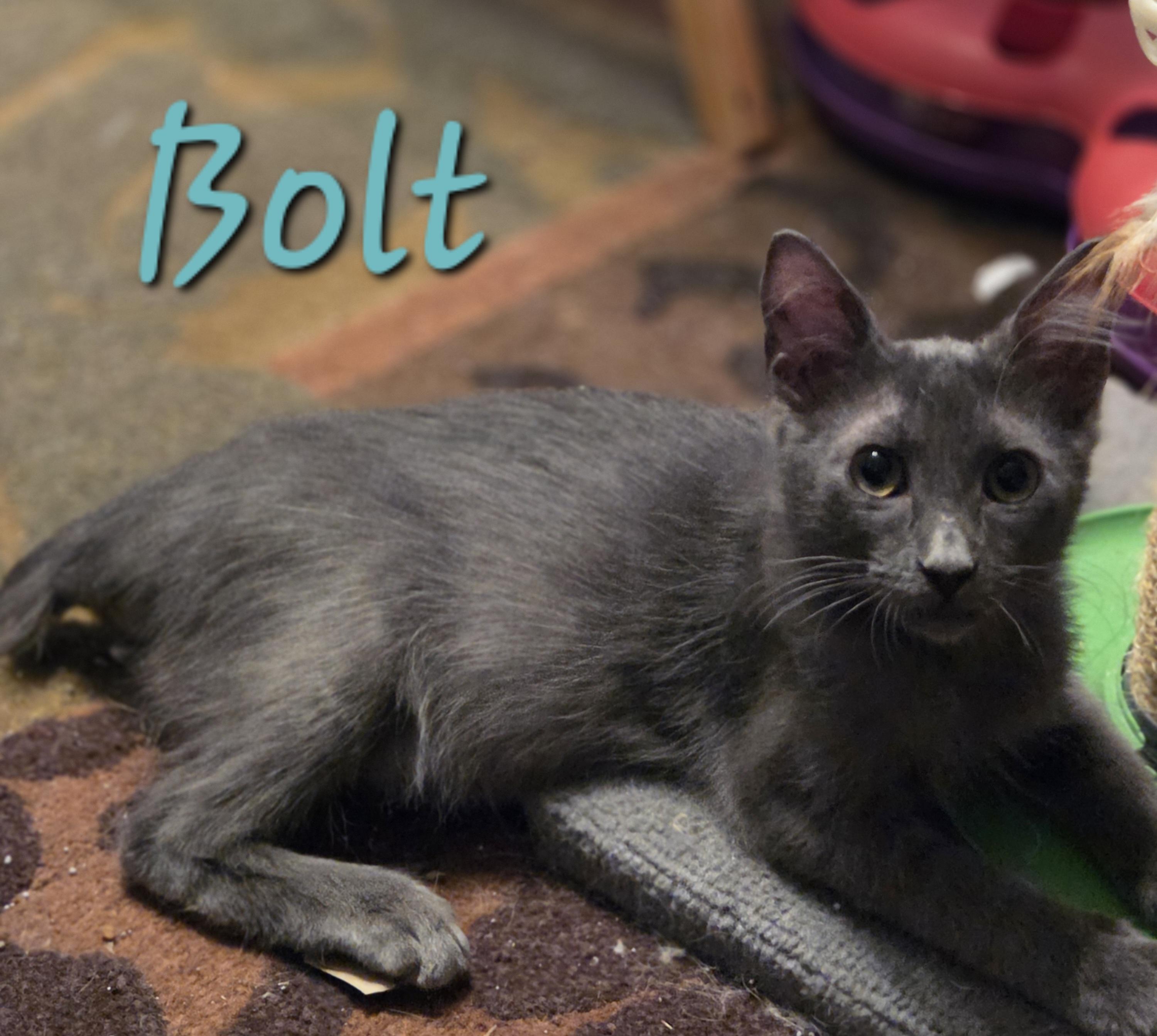 Bolt