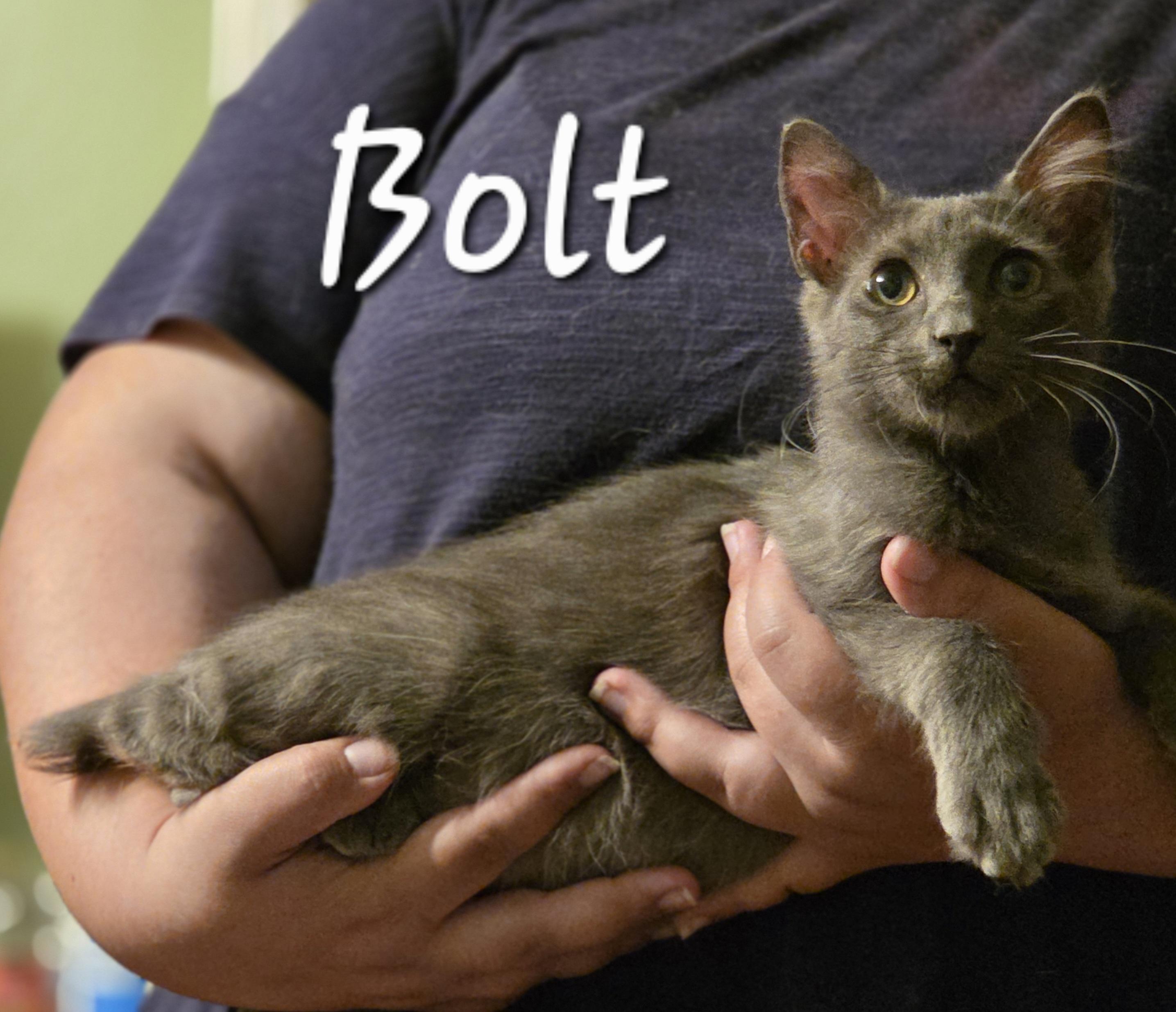 Bolt