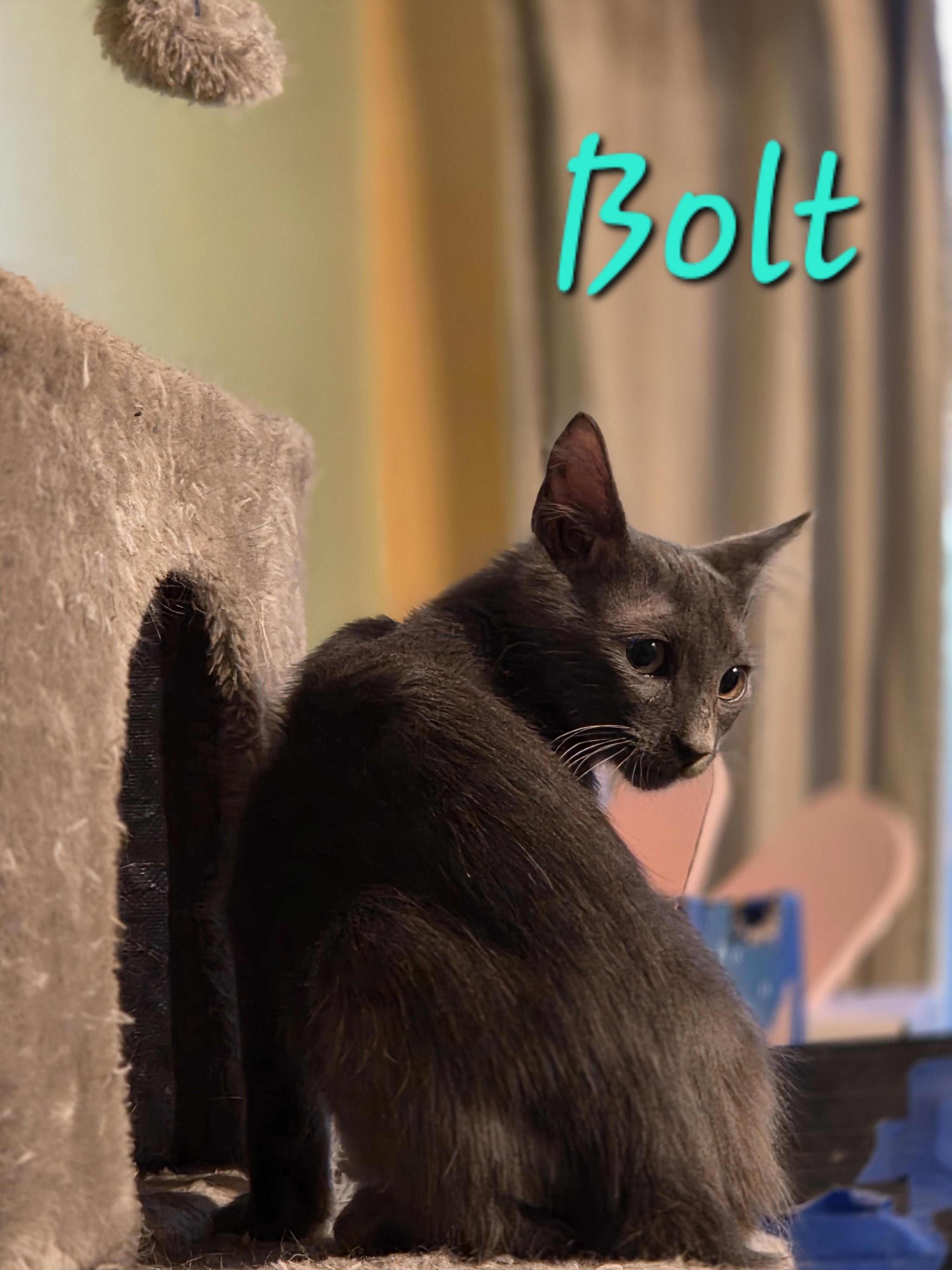Bolt