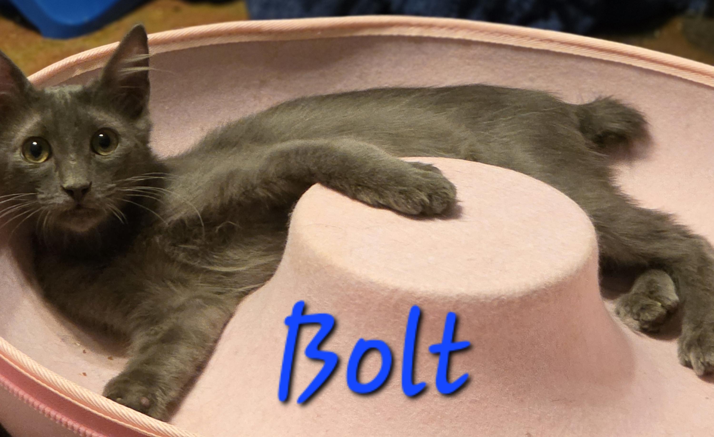Bolt