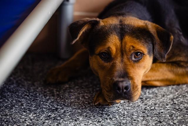 PEPPER, Adoptable, Adult Female Rottweiler & Pit Bull Terrier.