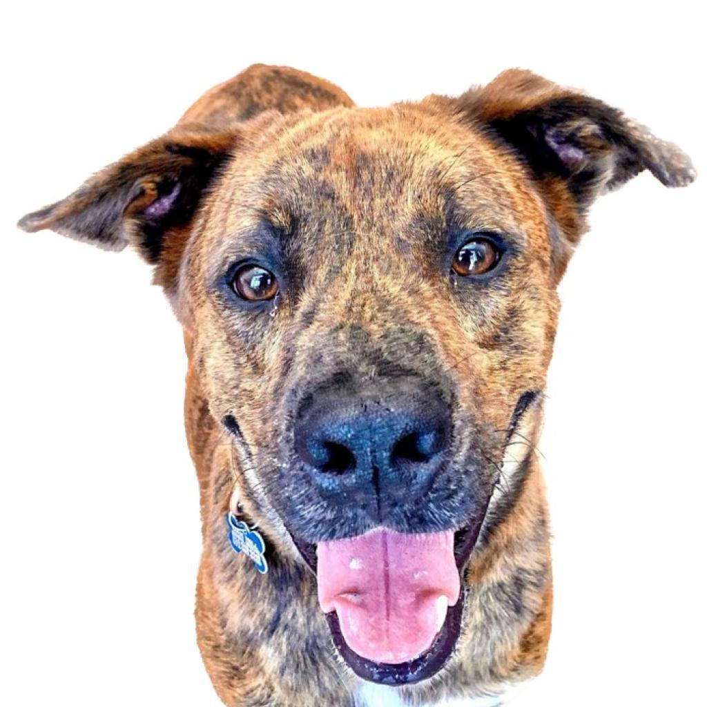 Bryson, Adoptable, Adult Male Plott Hound & Labrador Retriever.