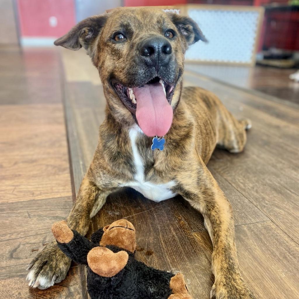 Bryson, Adoptable, Adult Male Plott Hound & Labrador Retriever.