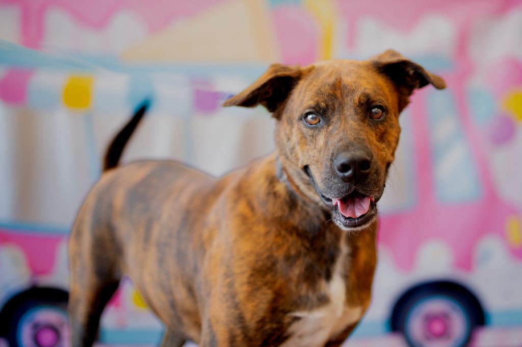 Enlarge Bryson, a Adoptable mixed breed in Seagoville, TX image 3/4