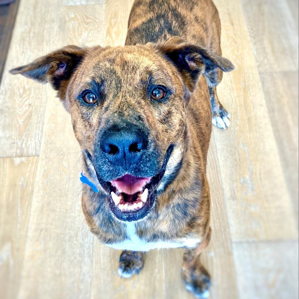 Enlarge Bryson, a Adoptable mixed breed in Seagoville, TX image 4/4