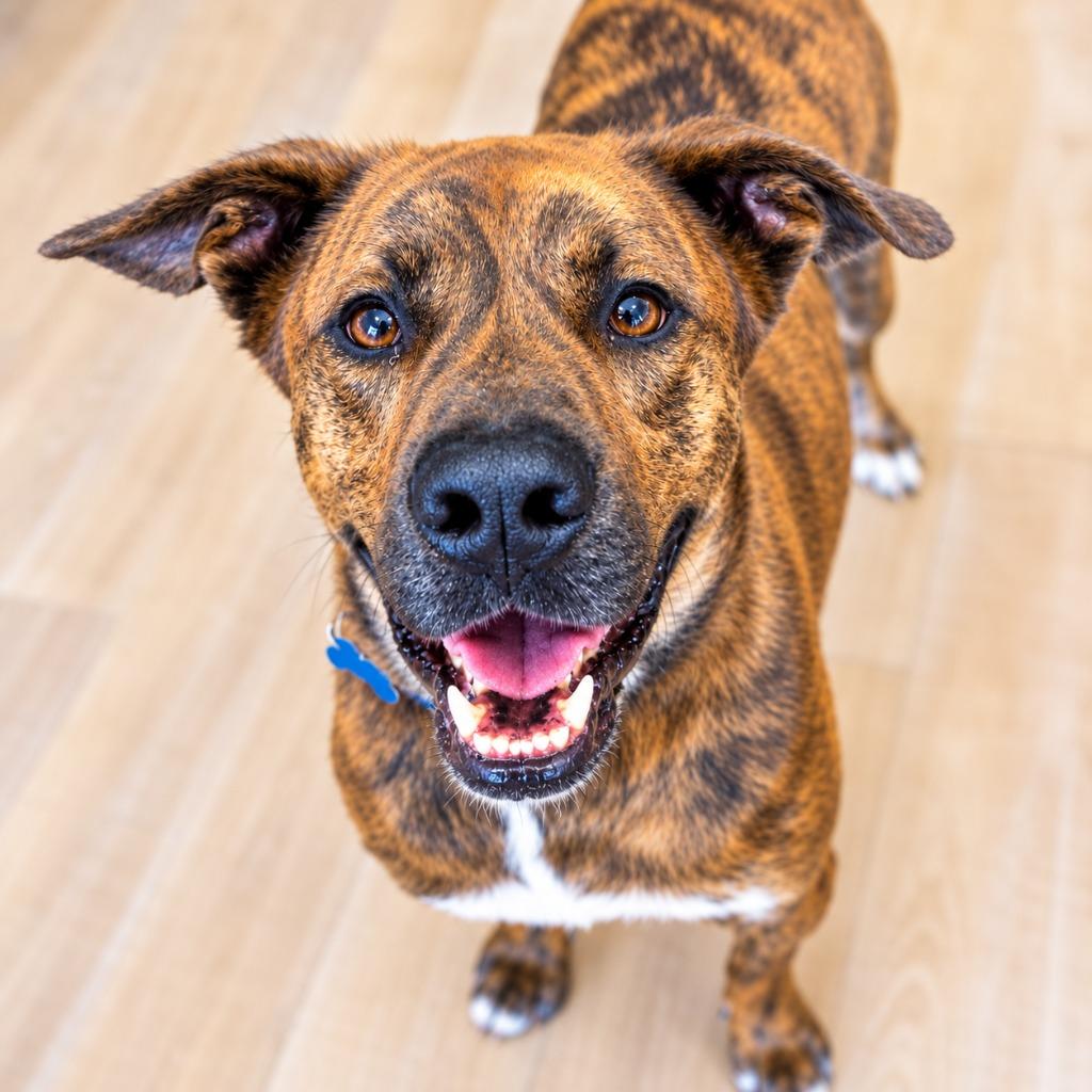 Enlarge Bryson, a Adoptable mixed breed in Seagoville, TX image 4/4