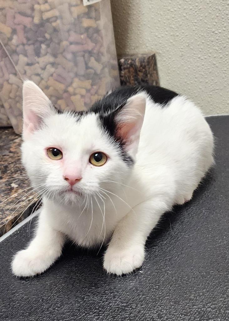 Enlarge Larry, a Adoptable mixed breed in Great Bend, KS image 1/1