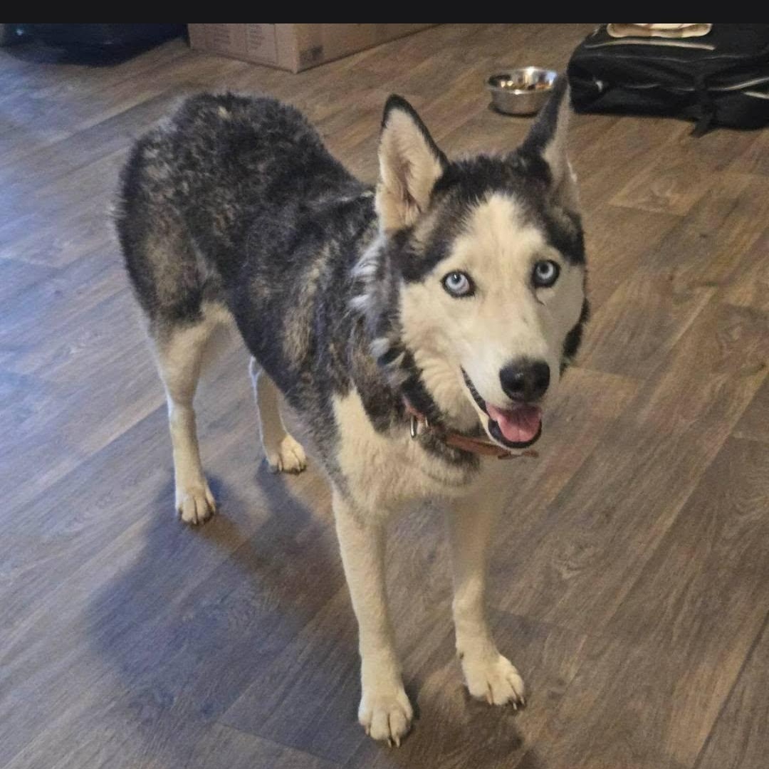 Gigi, Adoptable, Adult Female Siberian Husky.