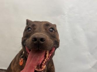 Bella, Adoptable, Adult Female Mountain Cur & American Staffordshire Terrier.