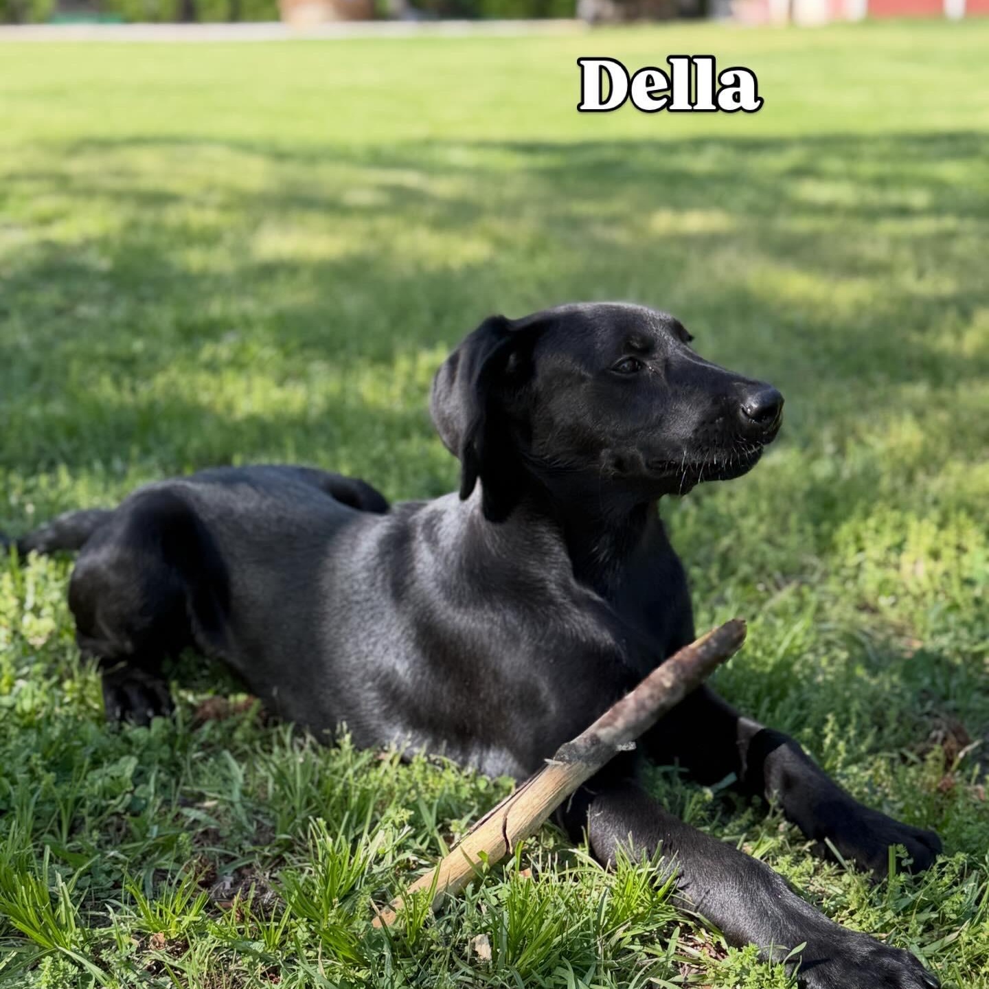 Della, a ADOPTABLE Labrador Retriever in Hatfield, PA image 5/5