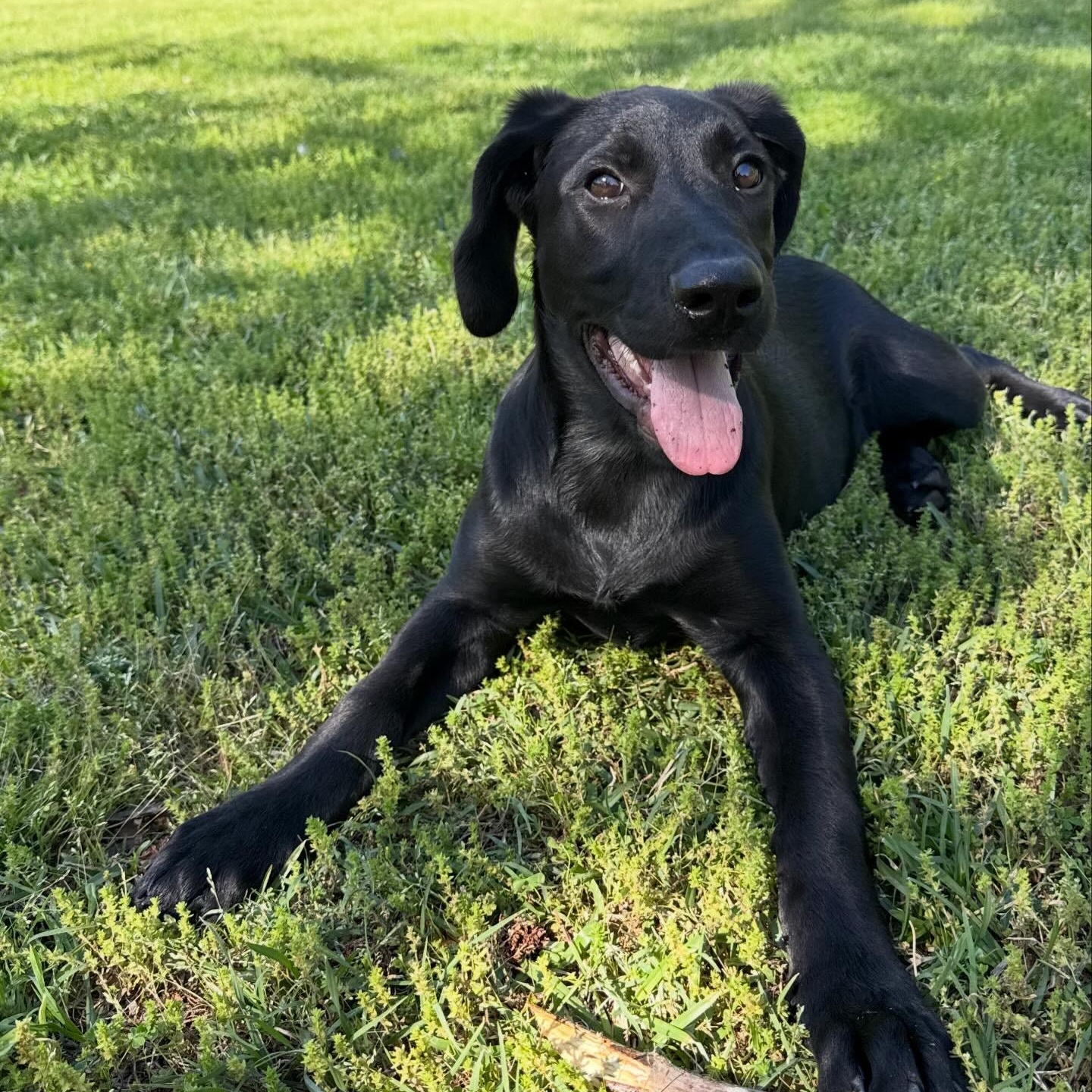 Della, a ADOPTABLE Labrador Retriever in Hatfield, PA image 4/5