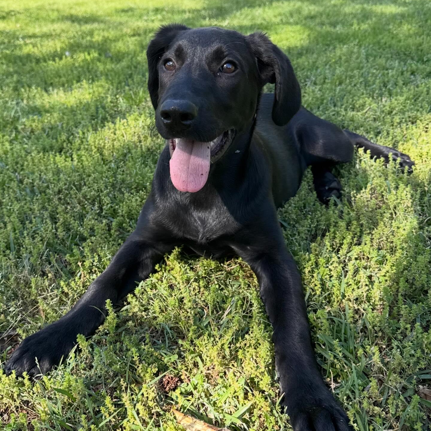 Della, a ADOPTABLE Labrador Retriever in Hatfield, PA image 3/5