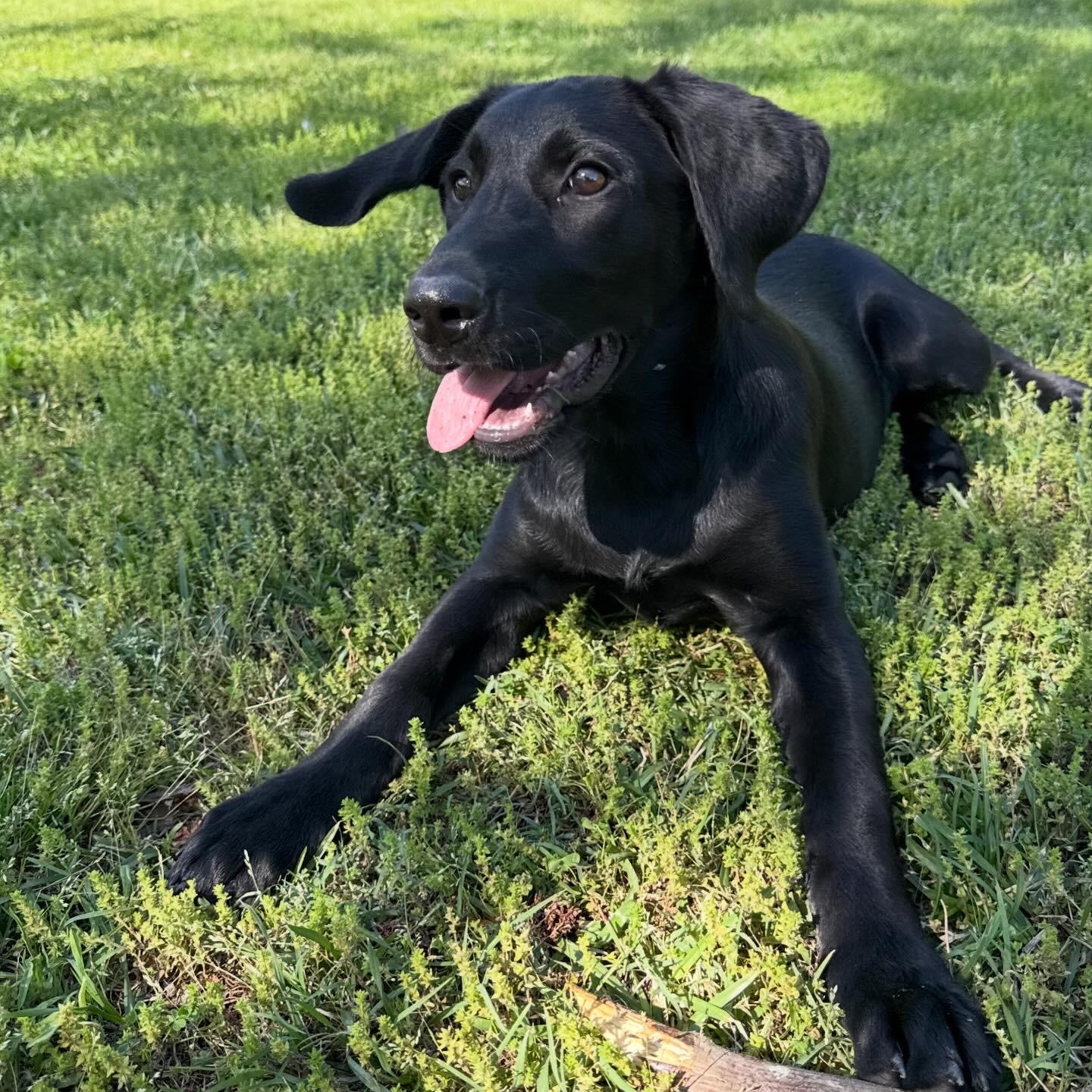 Della, a ADOPTABLE Labrador Retriever in Hatfield, PA image 1/5