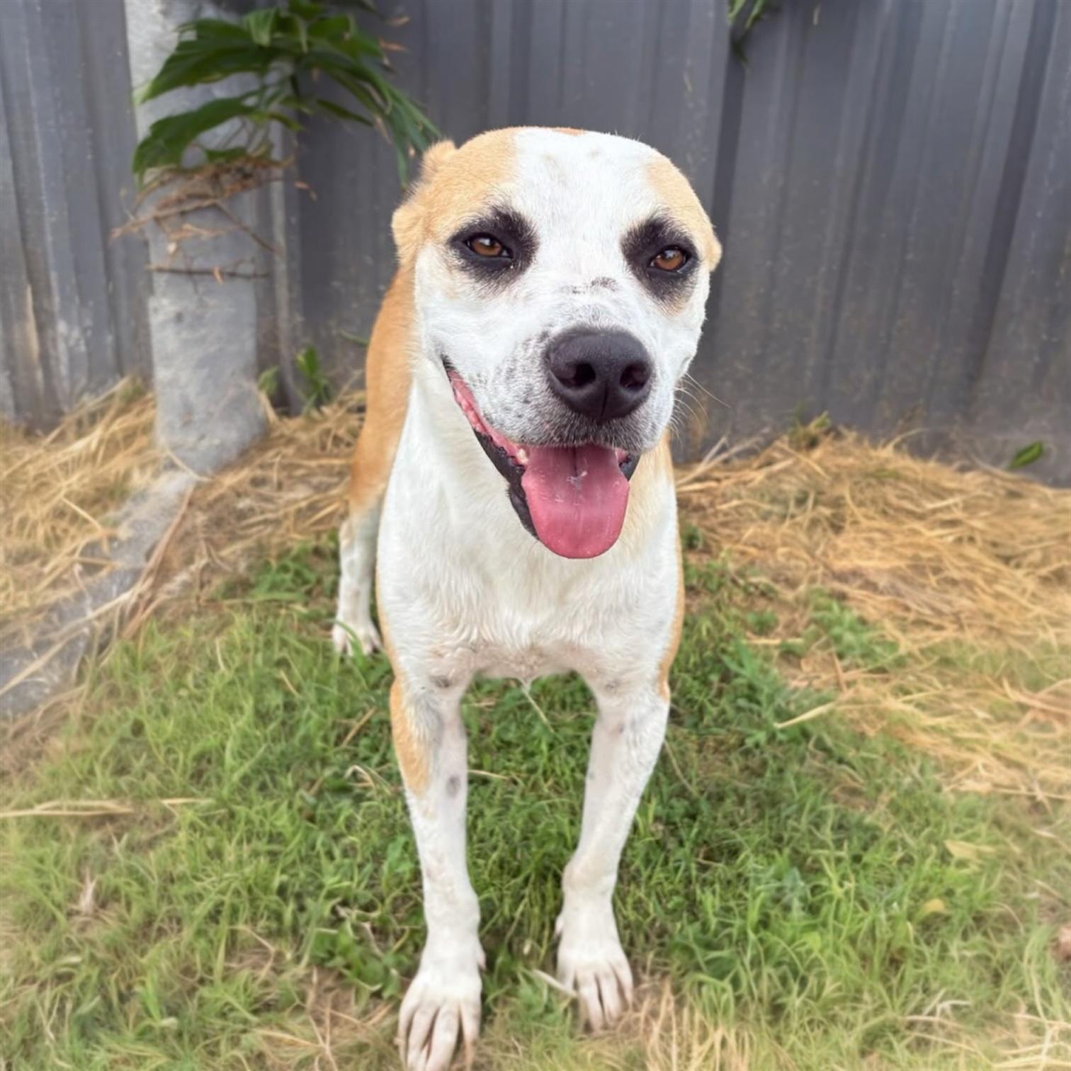 Jax, a ADOPTABLE Mixed Breed in Hillsborough, NJ image 4/4