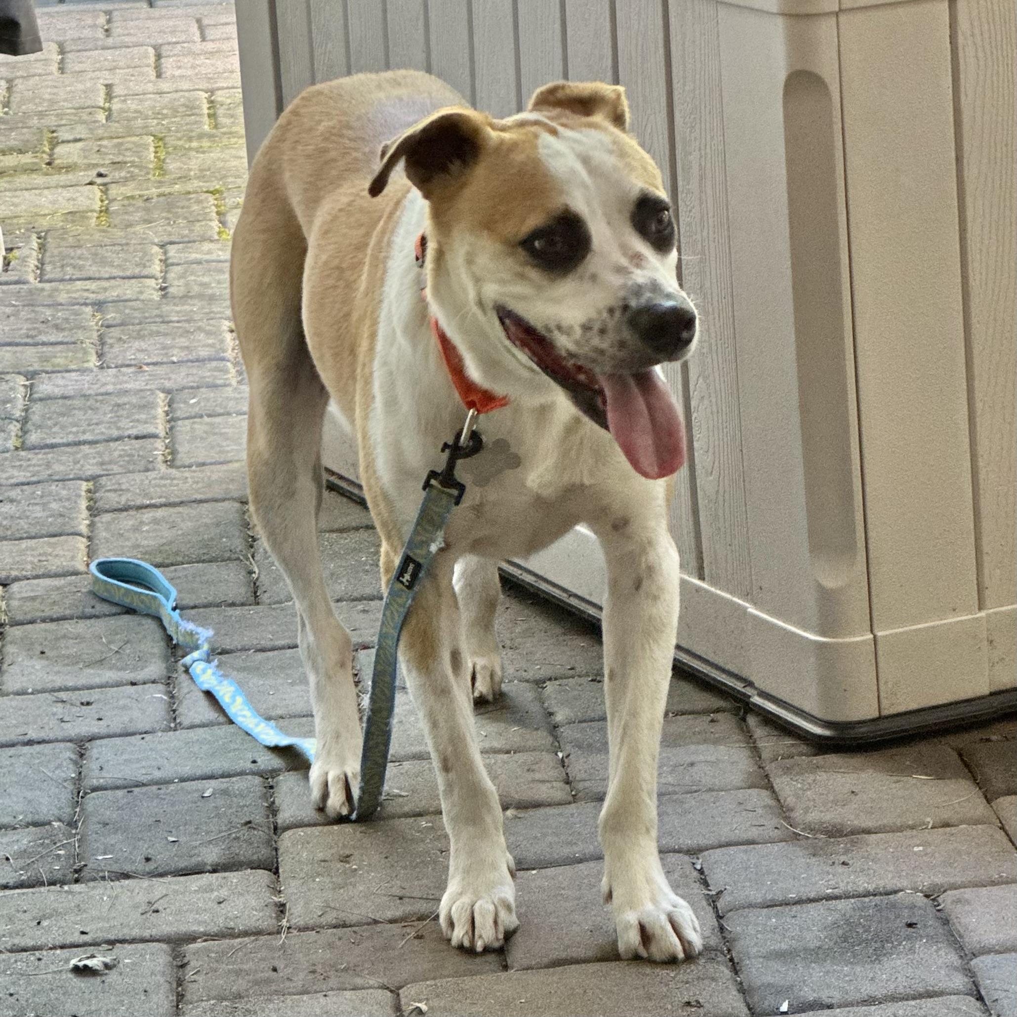 Jax, ADOPTABLE, Young Male Mixed Breed.