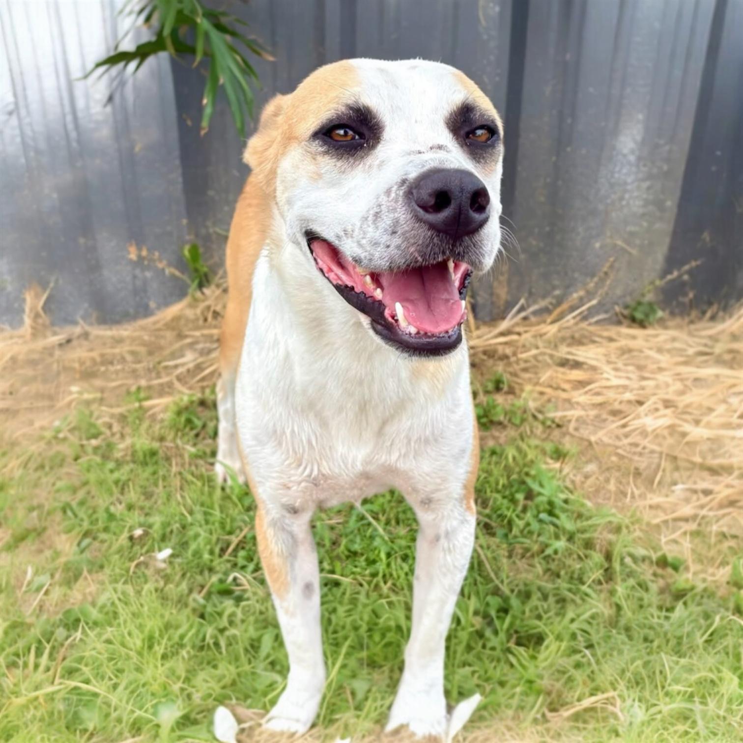 Jax, a ADOPTABLE Mixed Breed in Hillsborough, NJ image 2/4