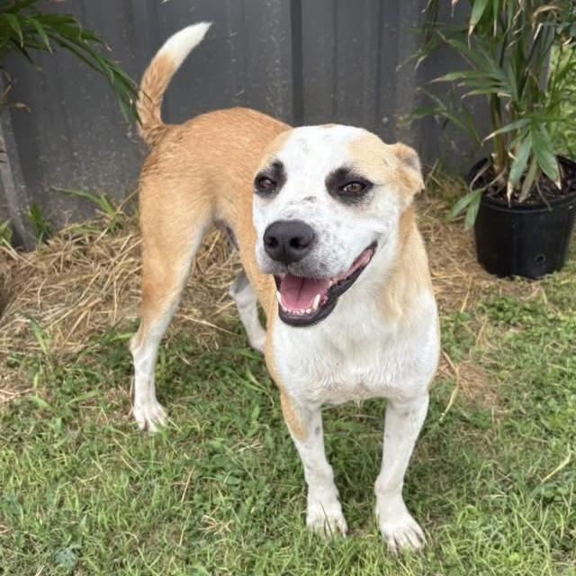Jax, a ADOPTABLE Mixed Breed in Hillsborough, NJ image 3/4