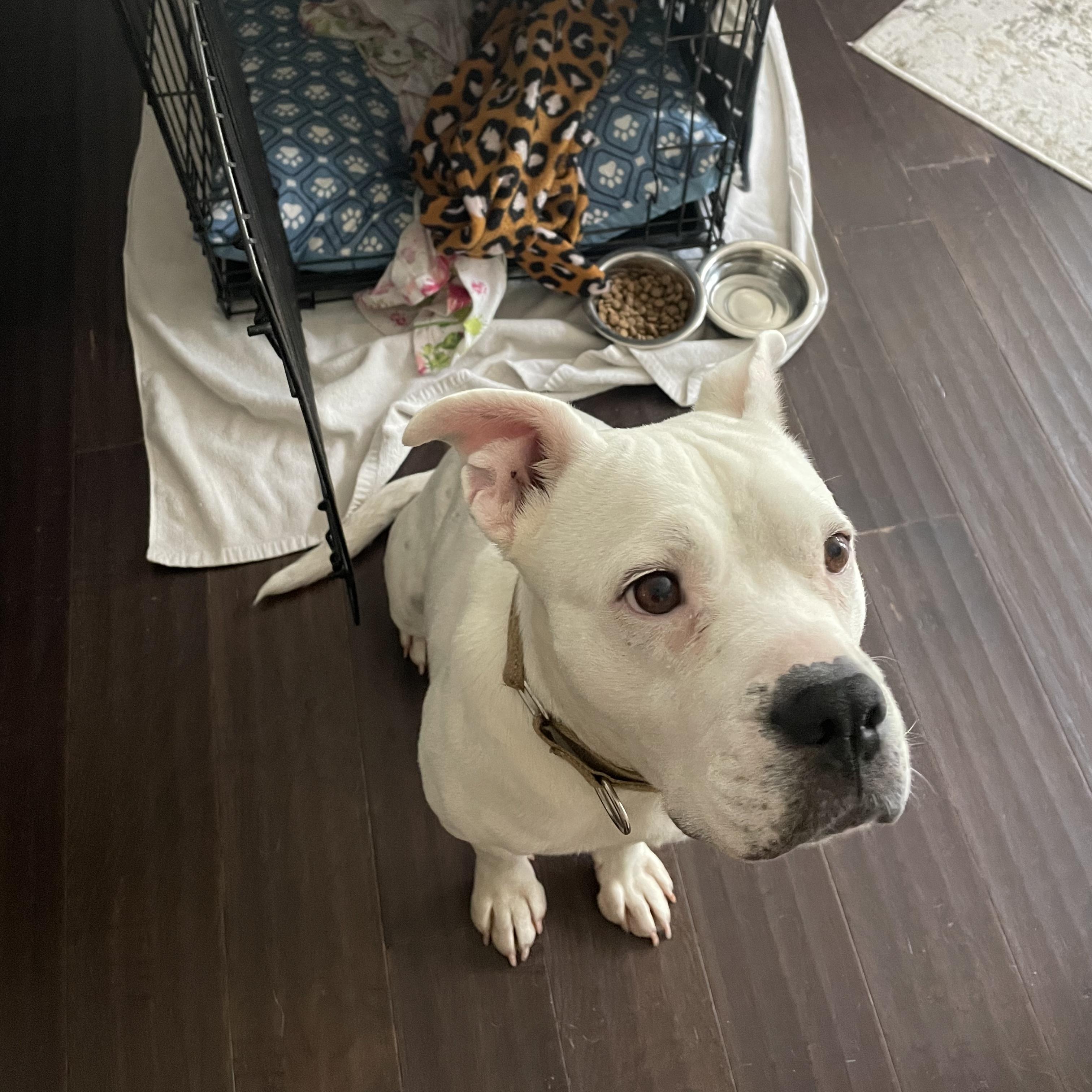 Nieva, a Adoptable Pit Bull Terrier in Richmond, VA image 3/5