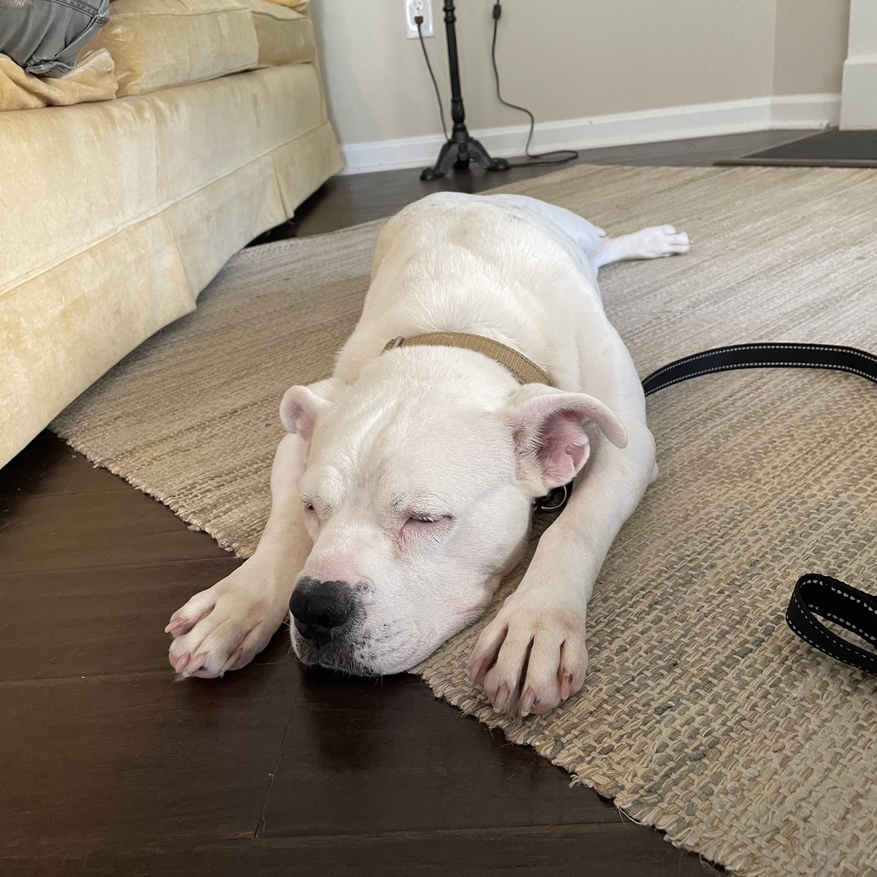 Nieva, a Adoptable Pit Bull Terrier in Richmond, VA image 5/5