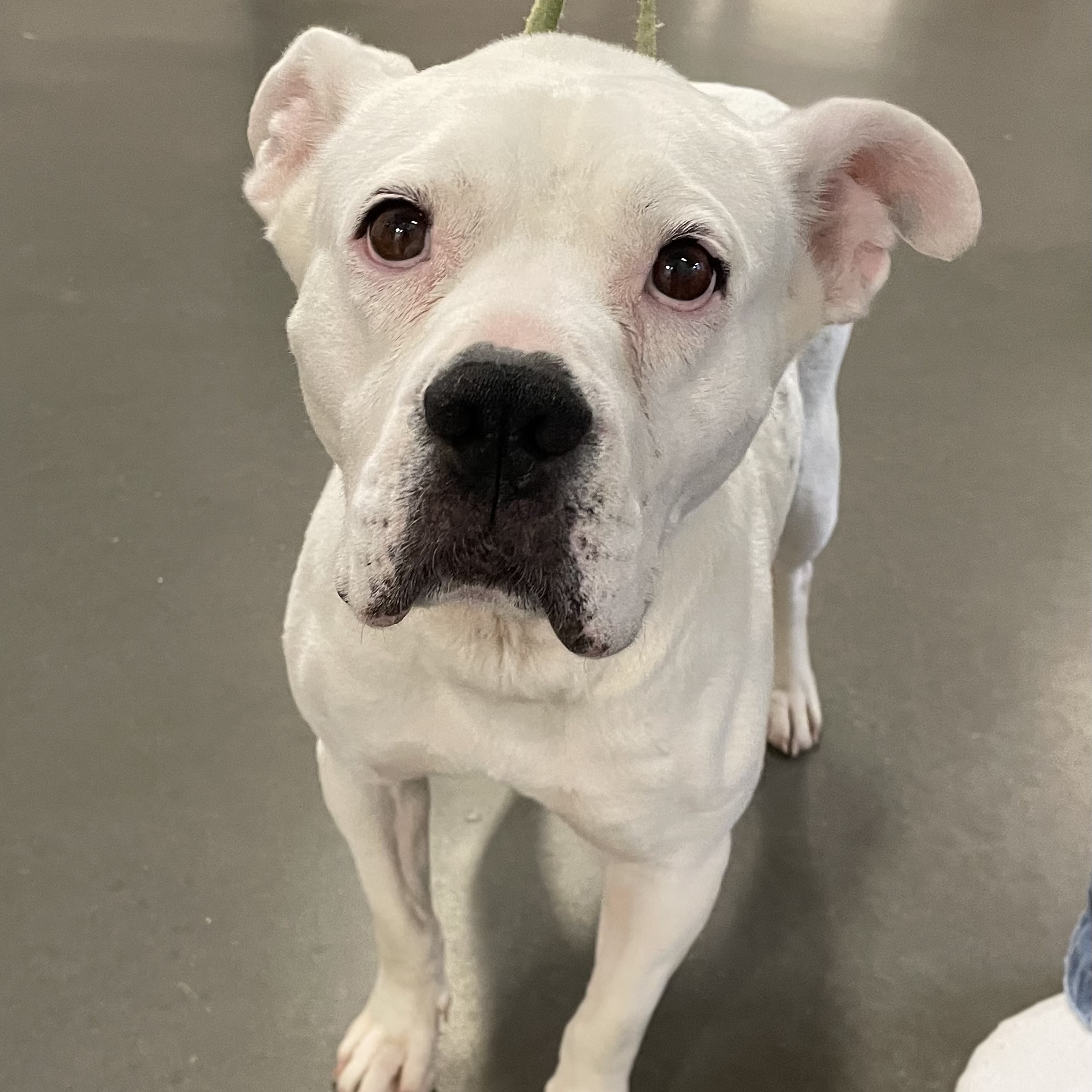 Nieva, a Adoptable Pit Bull Terrier in Richmond, VA image 1/5