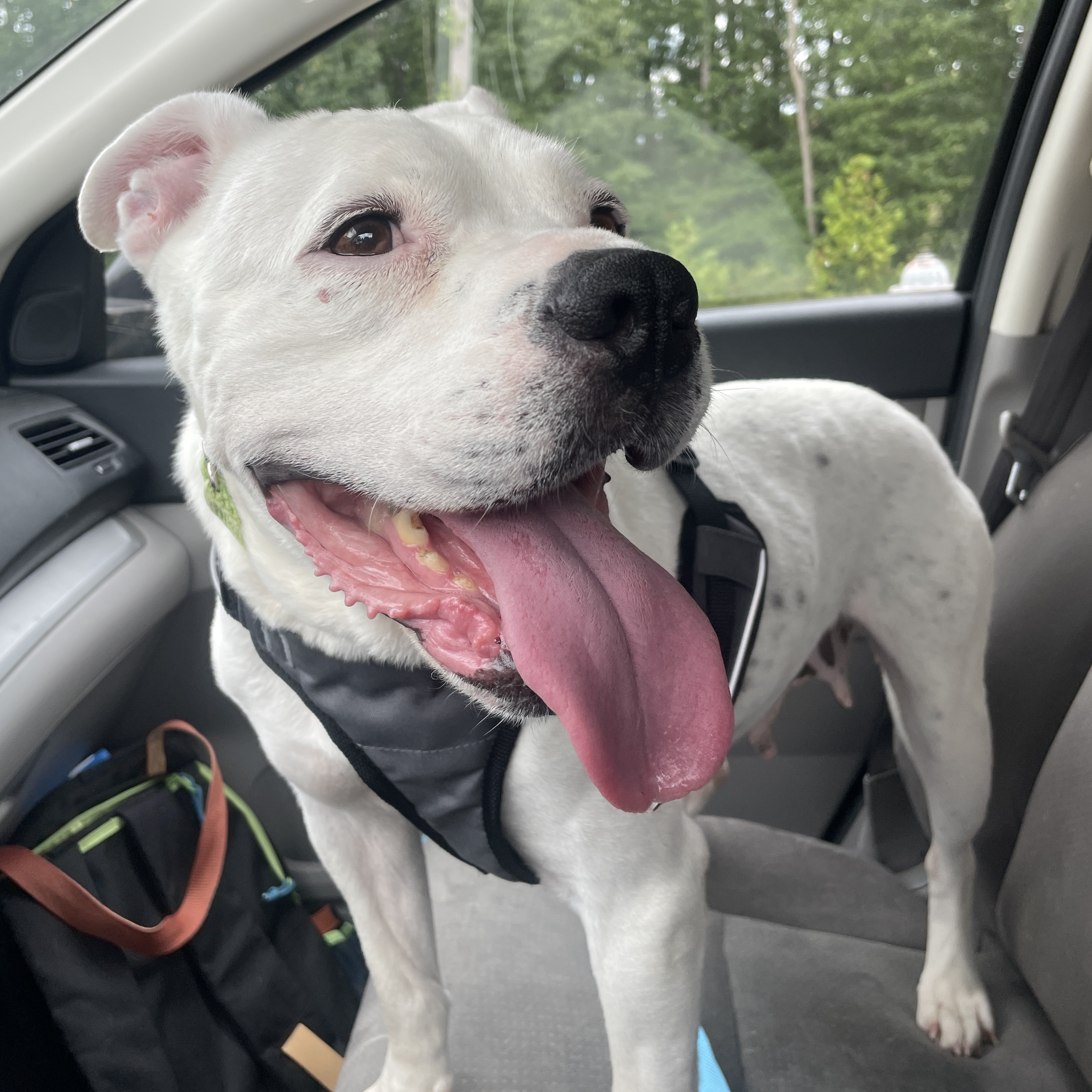 Nieva, a Adoptable Pit Bull Terrier in Richmond, VA image 2/5