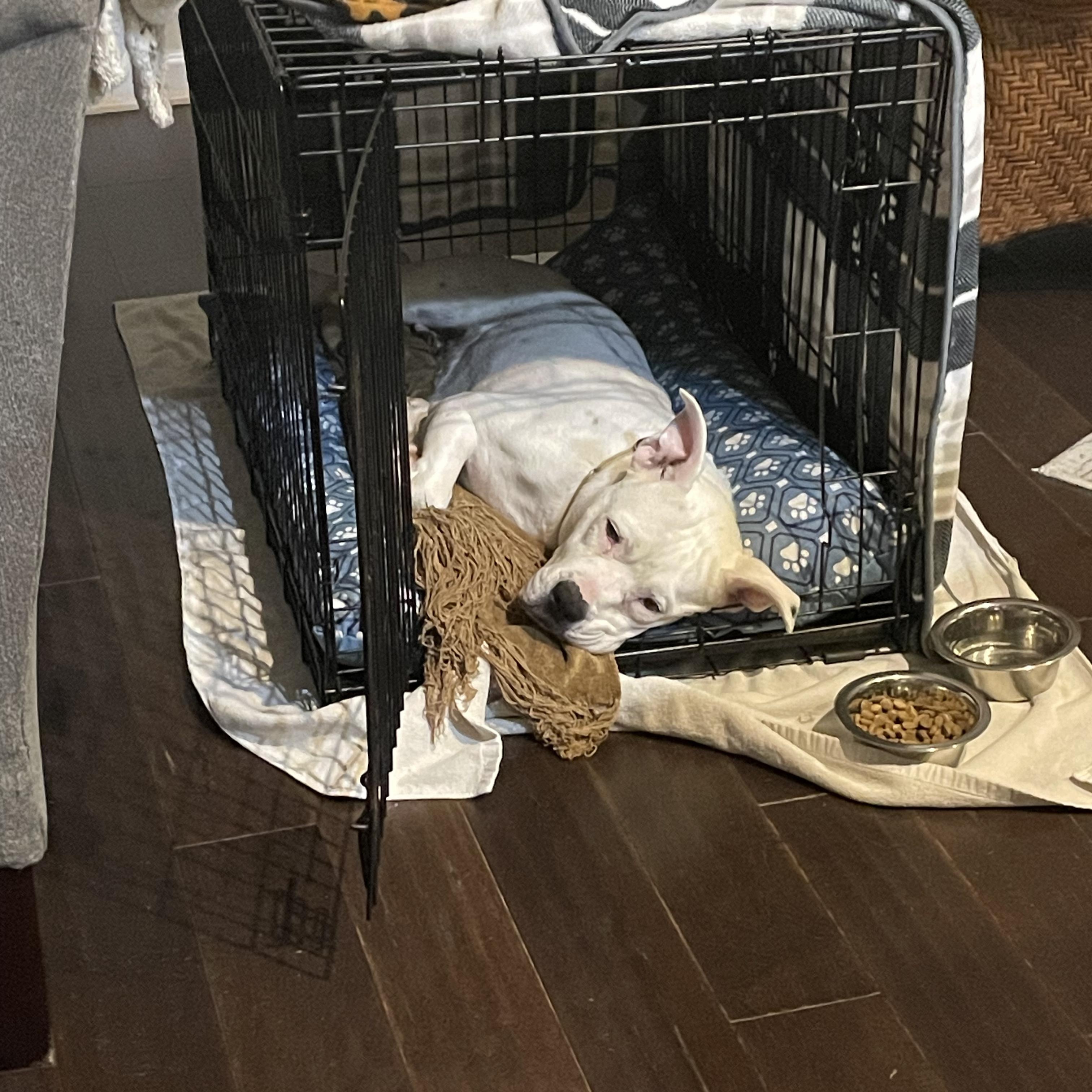 Nieva, a Adoptable Pit Bull Terrier in Richmond, VA image 4/5