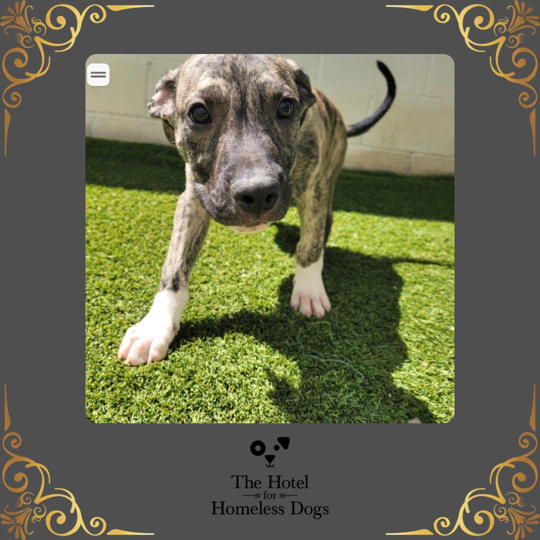Enlarge Eren, an adopted mixed breed in Cumberland, RI image 1/2