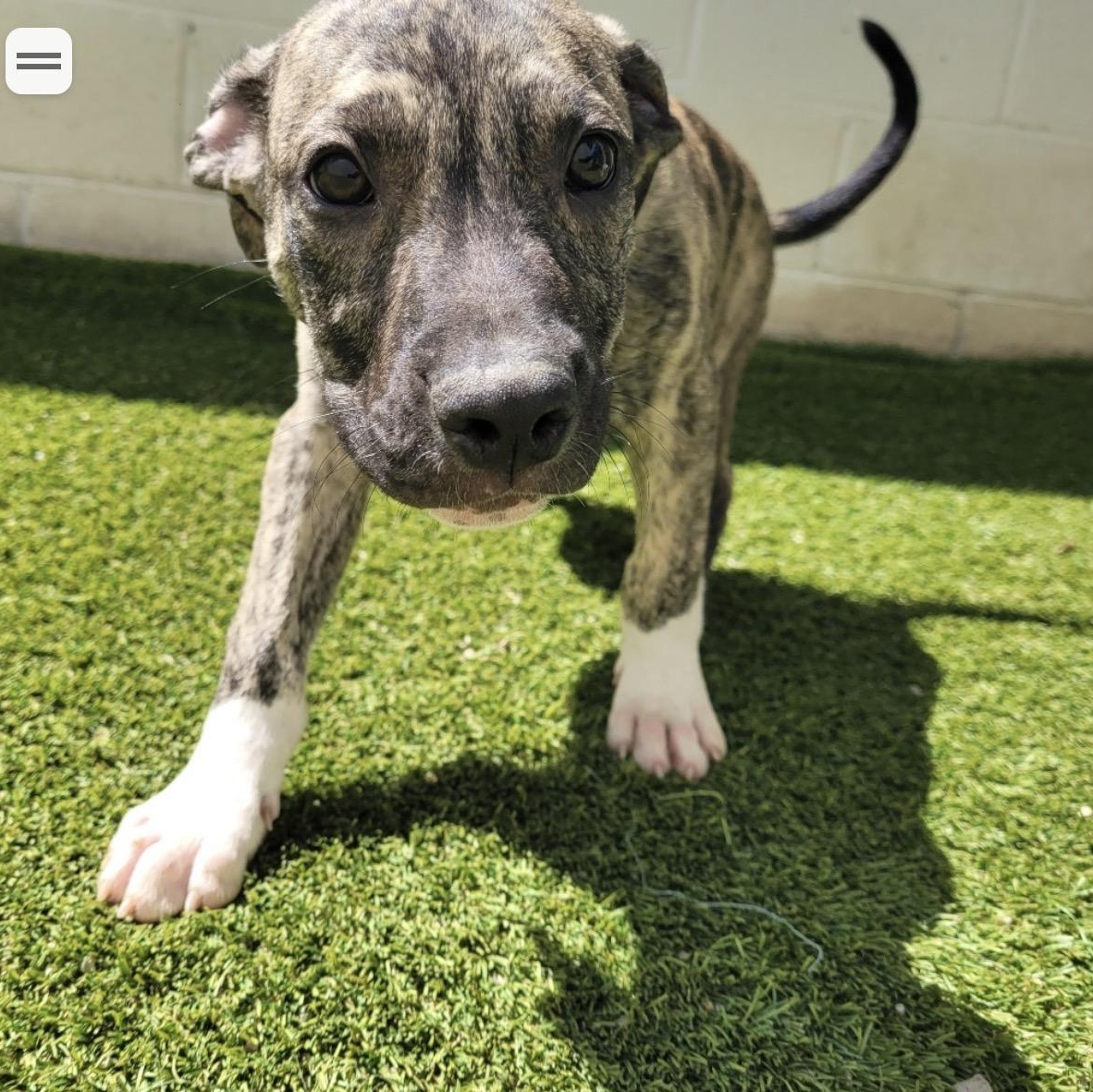 Enlarge Eren, an adopted mixed breed in Cumberland, RI image 2/2