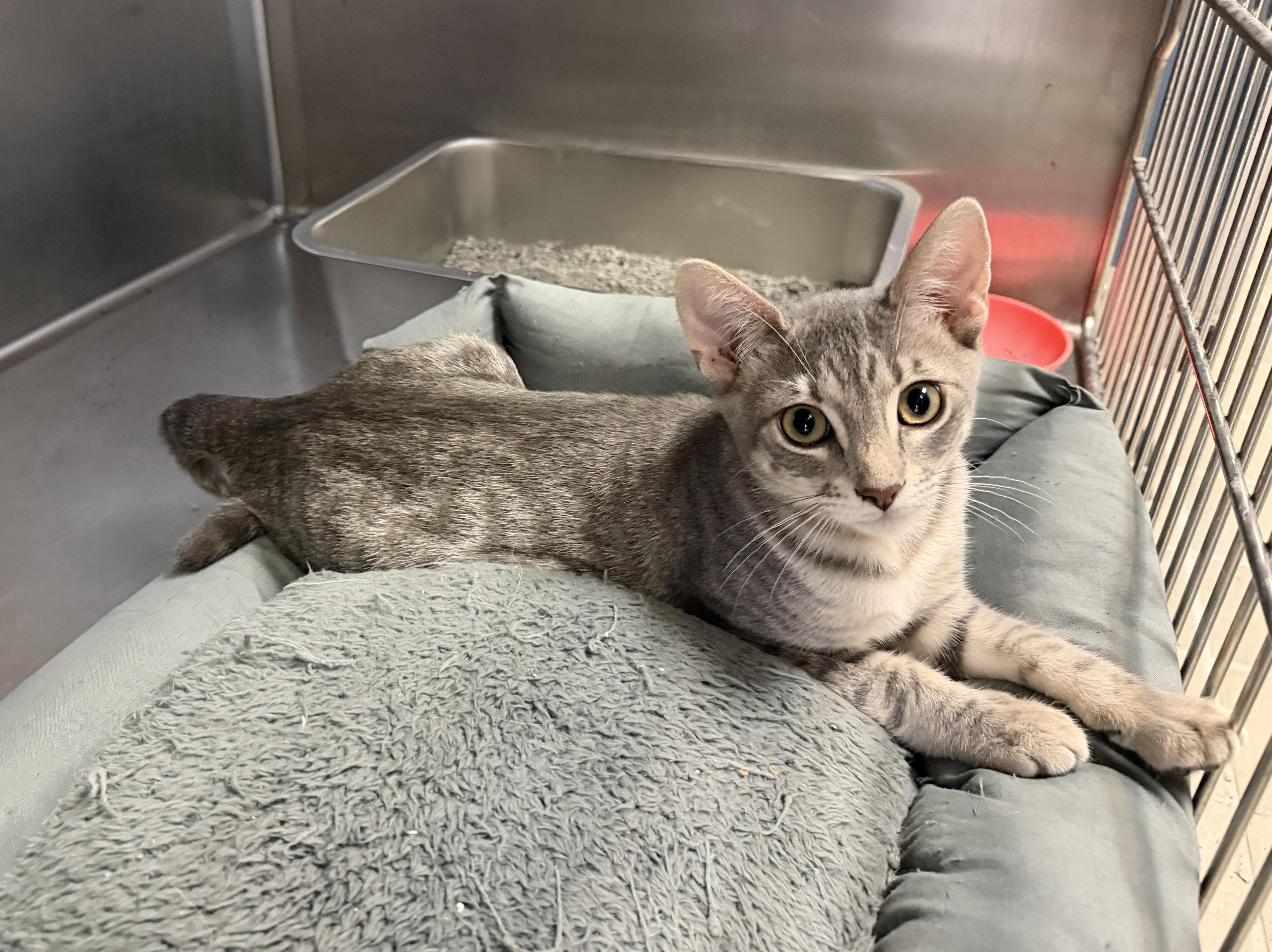 Tesla, ADOPTABLE, Kitten Female Domestic Short Hair.