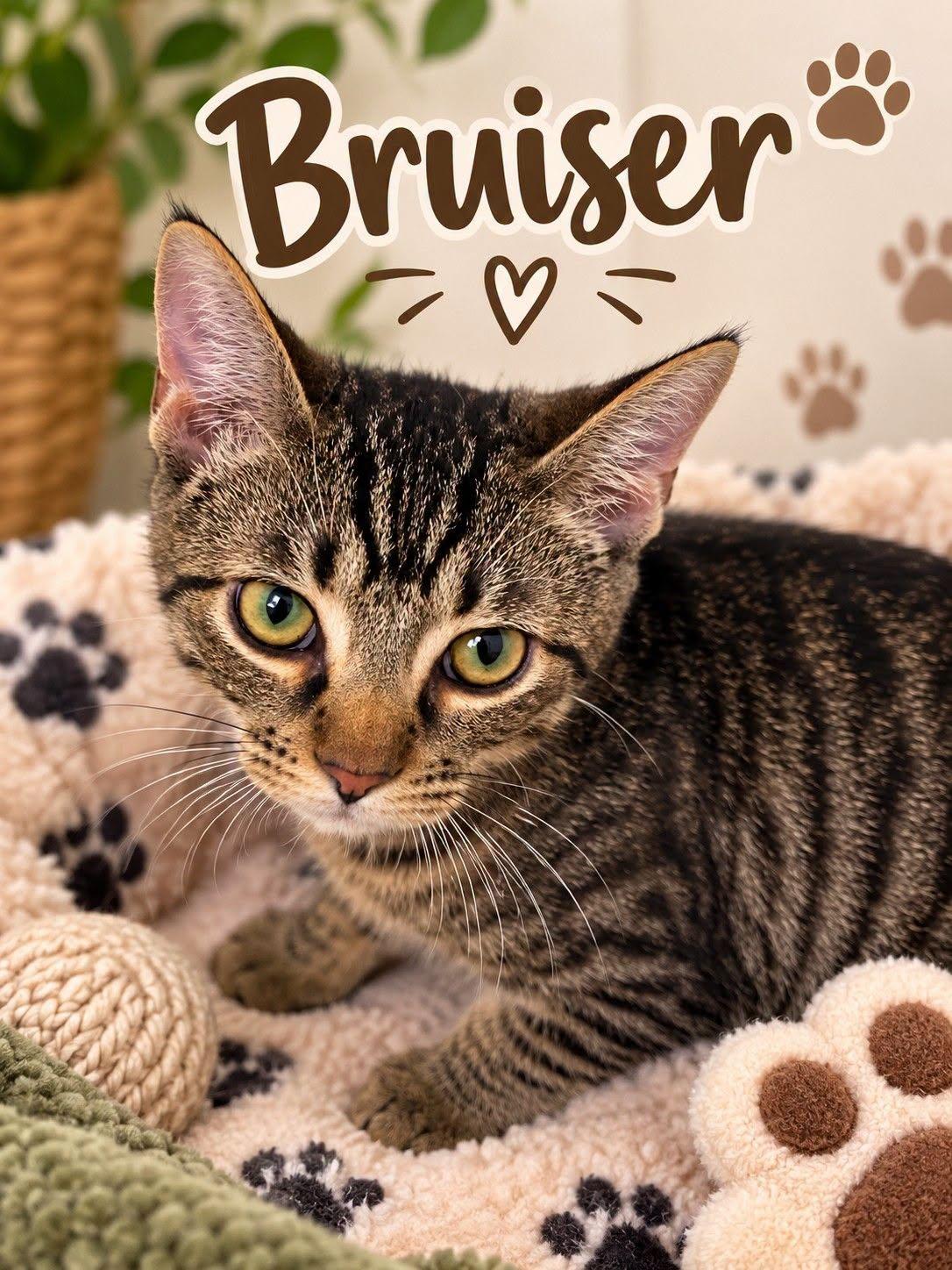 Bruiser, Adoptable, Kitten Male Tabby.